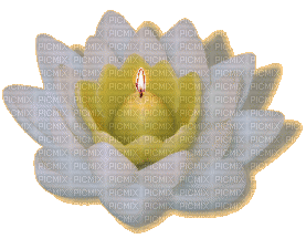 vela flor - Безплатен анимиран GIF