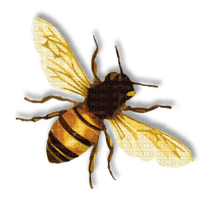 bee - δωρεάν png