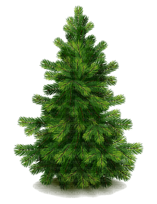 Kaz_Creations Trees Tree - kostenlos png
