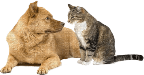gala animals dog - ücretsiz png