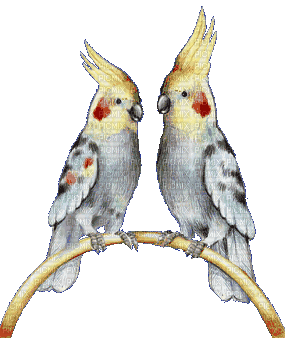 parrot - Бесплатный анимированный гифка