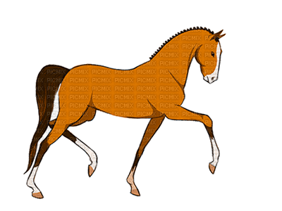 aze cheval marron Brown - Ilmainen animoitu GIF