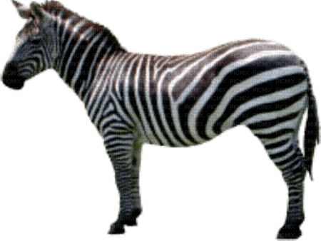 zebre - zadarmo png