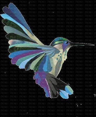 hummingbird - бесплатно png