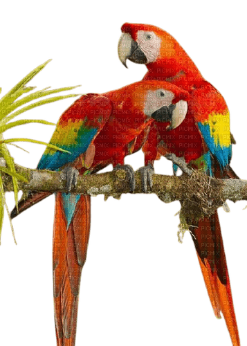 Perroquets - ücretsiz png