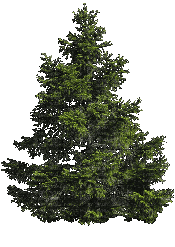 Деревья - GIF animado gratis
