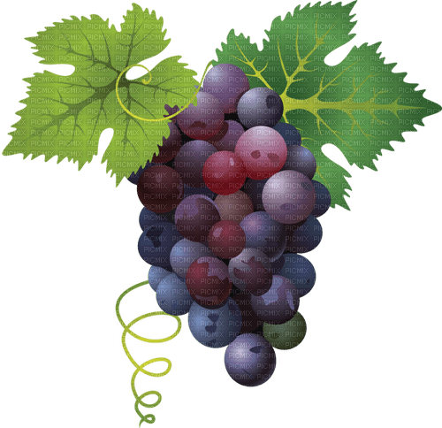 grapes Bb2 - png gratis