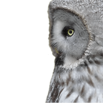 owl - zadarmo png