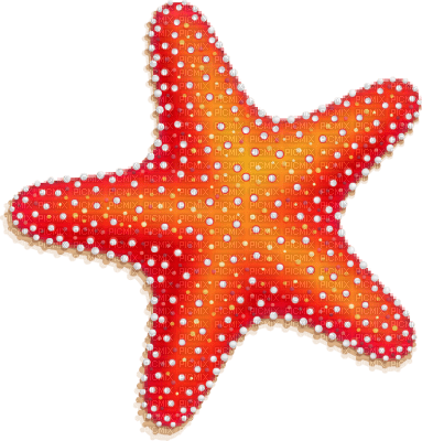 Kaz_Creations Starfish - PNG gratuit