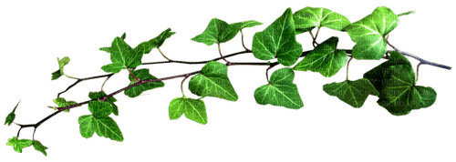 Зеленая ветка - png grátis