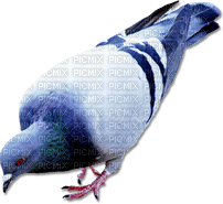 soave deco bird dove pigeon black white blue - PNG gratuit