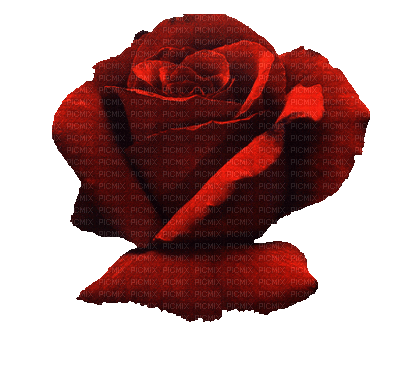 rosa,vermelha-l - 免费动画 GIF