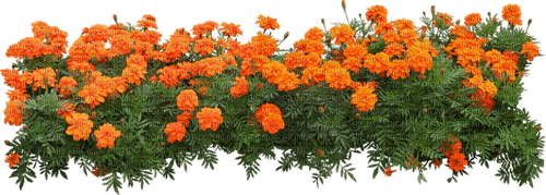 Bloemen en Planten - png grátis