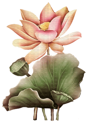 Kaz_Creations Deco Flowers Flower  Colours - ilmainen png