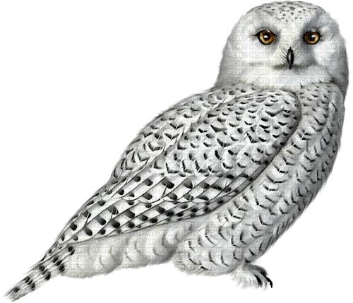 kikkapink owl - png gratis