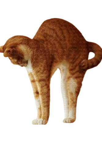 stretching cat - Free PNG