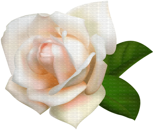 Rose Flower - png ฟรี
