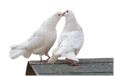 palomas - PNG gratuit