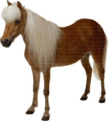caballo - безплатен png