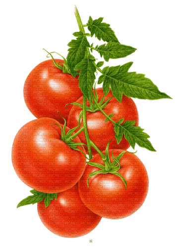 tomatoes Bb2 - nemokama png