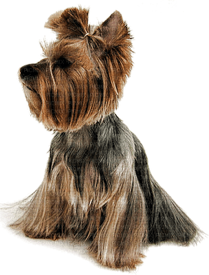 Kaz_Creations  Dog Pup - gratis png
