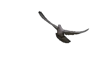 Птицы - Besplatni animirani GIF