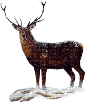 Kaz_Creations Deer - png gratuito