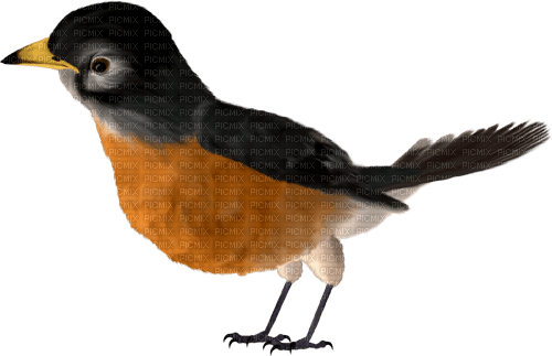 ptak - Free PNG