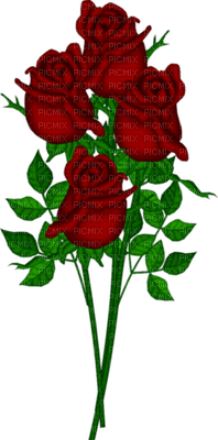 szép rózsa - безплатен png