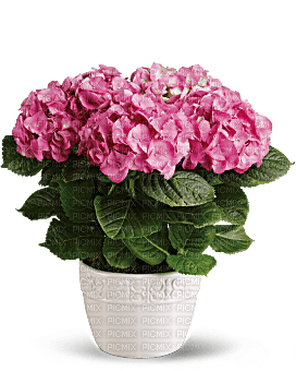 Kaz_Creations  Flowers Vase - безплатен png