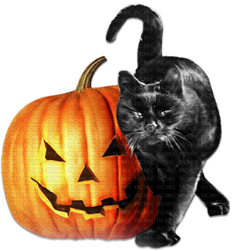 soave halloween deco animals pumpkin cat - PNG gratuit
