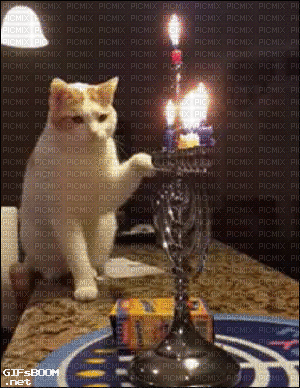 gato , apaga vela,Adolgian - Безплатен анимиран GIF