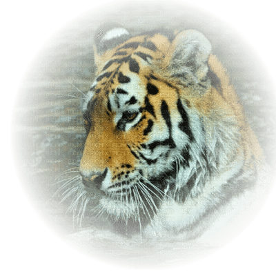 tube tigre - darmowe png
