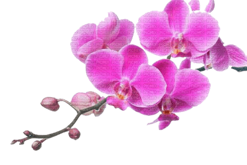 orchidee milla1959 - png gratuito