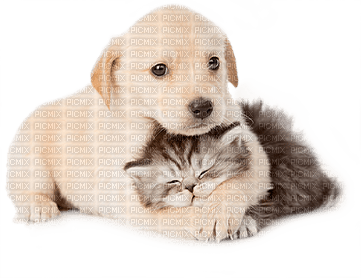 dog with cat bp - PNG gratuit