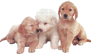 chien dogs gif - Nemokamas animacinis gif