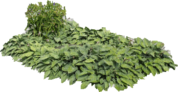 Pflanze - Nemokamas animacinis gif
