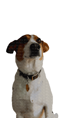 Nina dog - GIF animate gratis