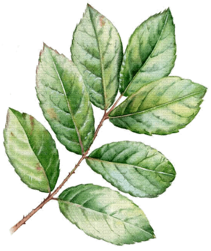 leaves Bb2 - zadarmo png
