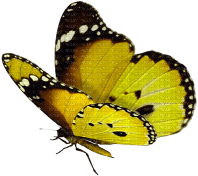 mariposa - kostenlos png