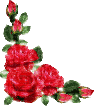 red roses - 無料のアニメーション GIF