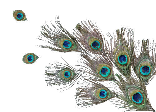 Peacock feathers - Ingyenes animált GIF