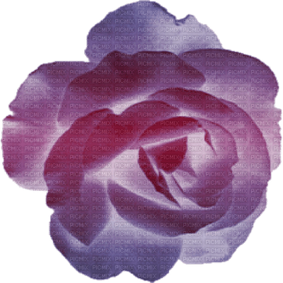 rose violette.Cheyenne63 - 無料png