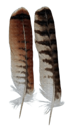 eagle feathers - png gratis