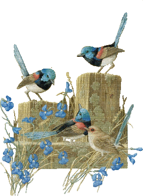 birds - 無料のアニメーション GIF