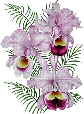 orchids  purple bp - png grátis