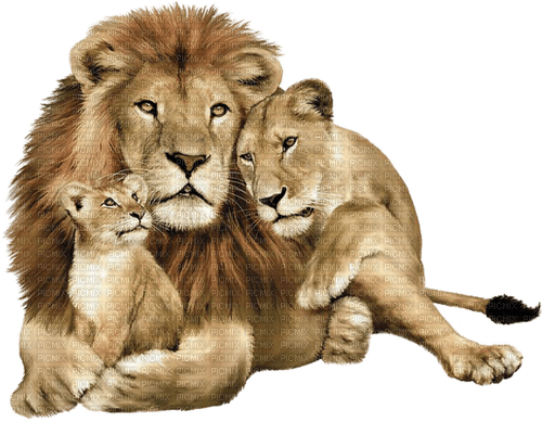 Lion Family - PNG gratuit
