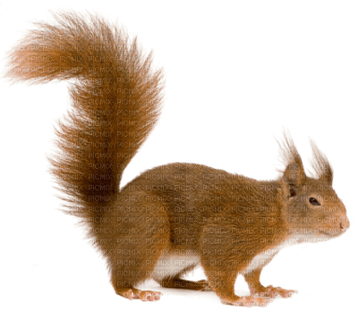 écureuil - png gratuito