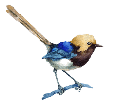 Kaz_Creations Birds Bird - zdarma png