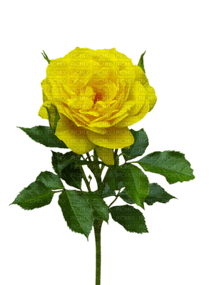ruusu, rose, kukka, flower, fleur - besplatni png
